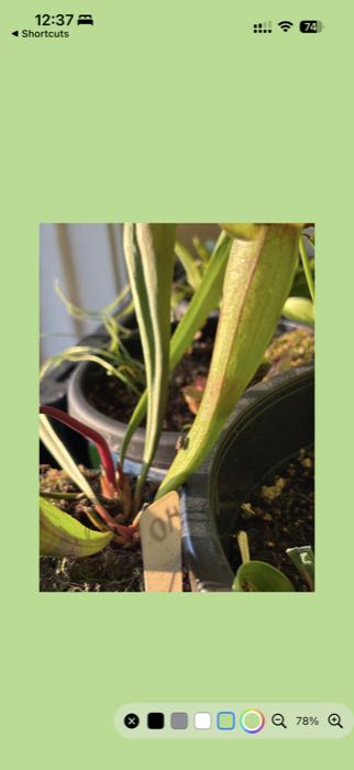 doPreview iOS preview with custom background color.