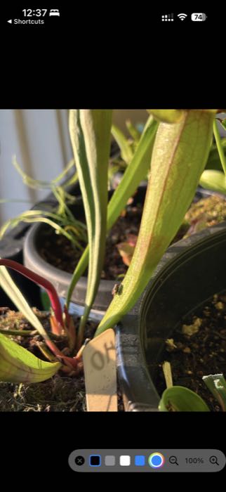 doPreview iOS external display live preview.