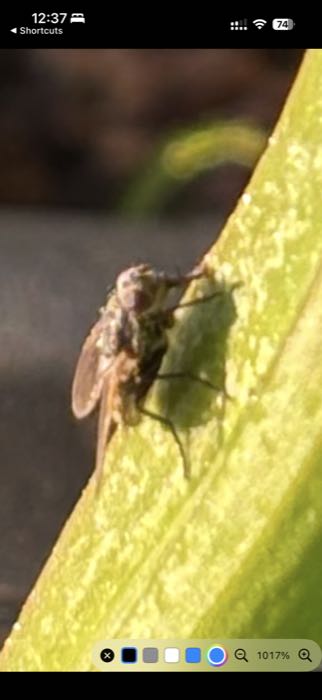 doPreview iOS zoomed image preview controls.